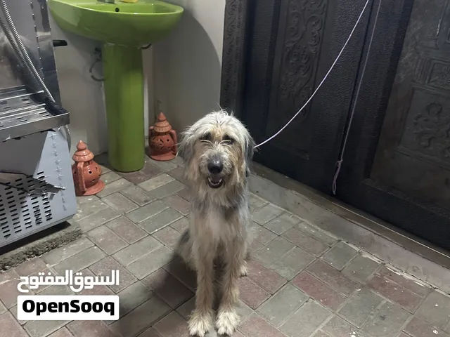 كلب اخرى متدرب