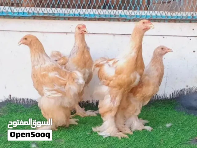 2 ديوك و2 عتاتيق براهما ليموني العمر 3 شهور