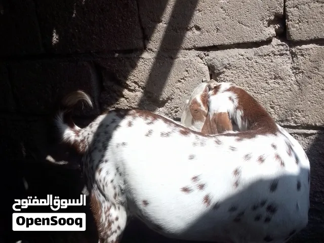 صخول عربيه وثانيه شامي للبيع المواصفات ج