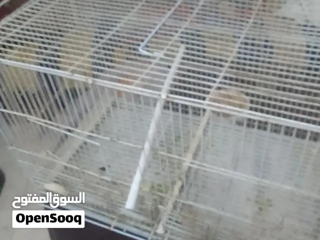 قفص طيور ست معالف مطير