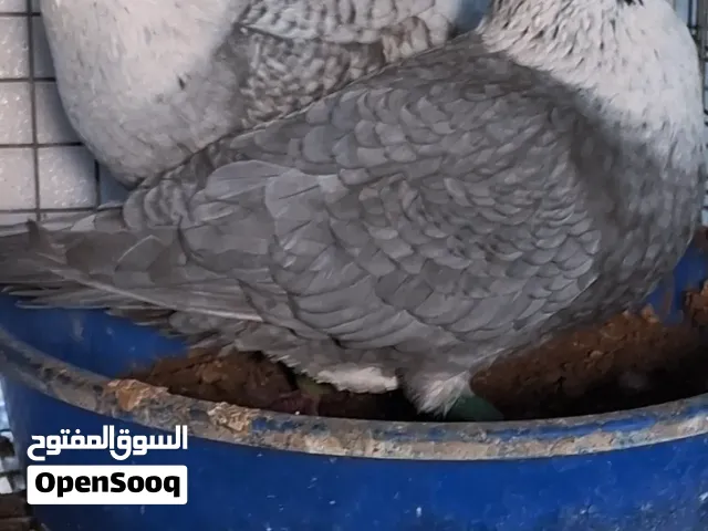 أزواج حمام زينة  وحجول زينة للحمام