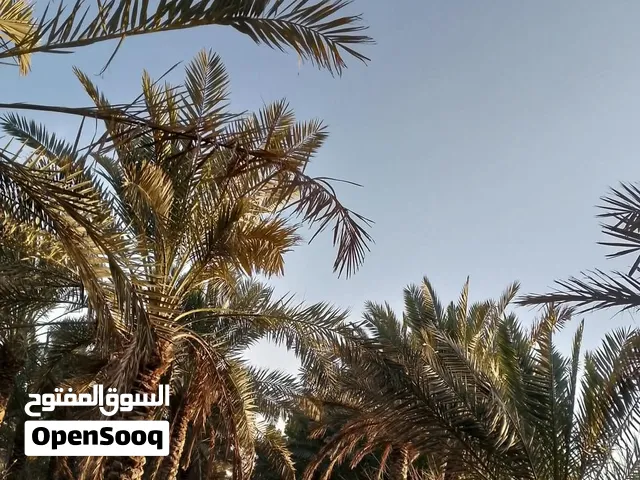بستان مع دارين سكن بناء حديث للبيع