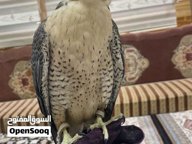 وجري شواهين
