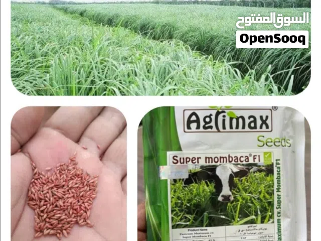 بذور علف البونيكام انتاج سريع وكثيف ينتج شهريا ل10 سنوات ويتكاثر كذلك عبر الشتول