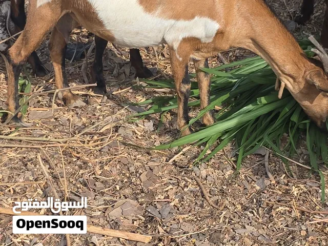 ماعز ظفاري