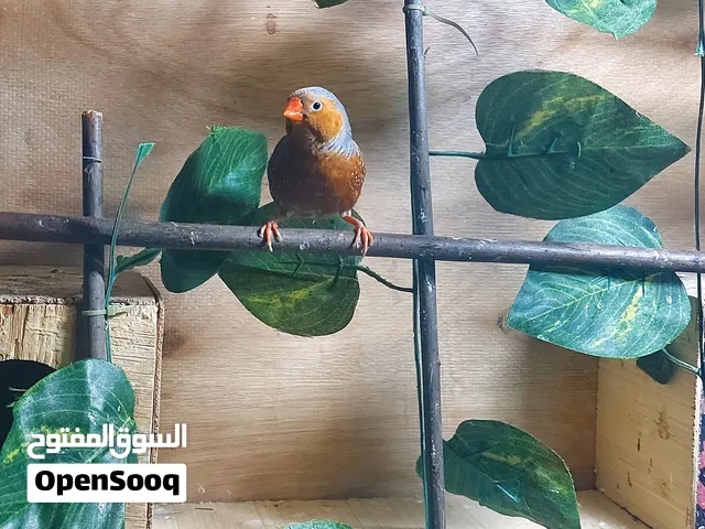السلام عليكم فناجس كلهن سوبر جابو كلهن للبيع