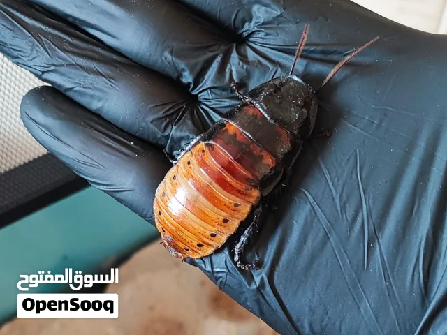 نوصل من مسقط الى صحار و صلاله