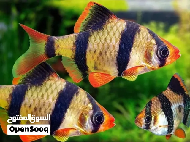 سمك تايجر بارب..... .............................. .... .............................