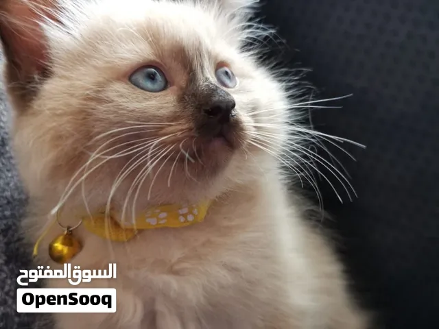 قط ذكر هملايا شوكلت بوينت