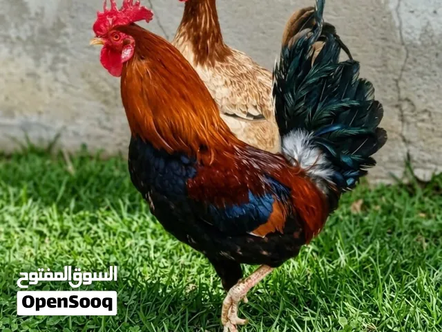 دجاج كويتي مطوق