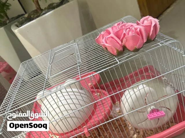 هامسترًًًًًً