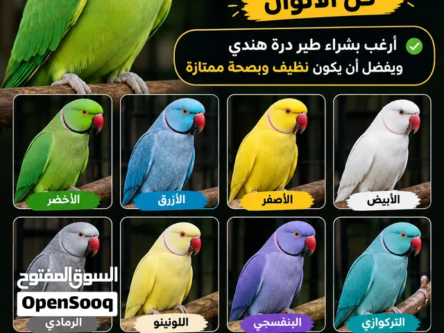 مطلوب طير درة هندي اليف العنده طير نظيف وبصحة ممتازة يتفضل خاص مع الصور والسعر