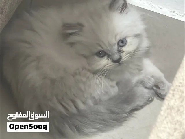 British long hair kitten 2month