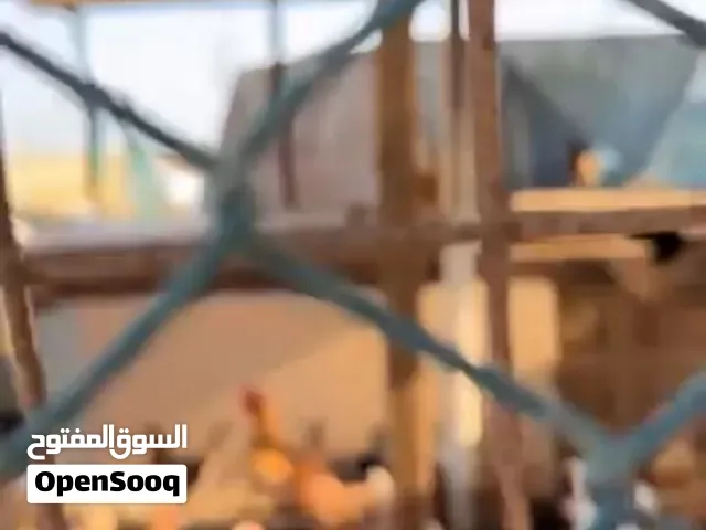 للبيع موجودات عزب خلف البوادي