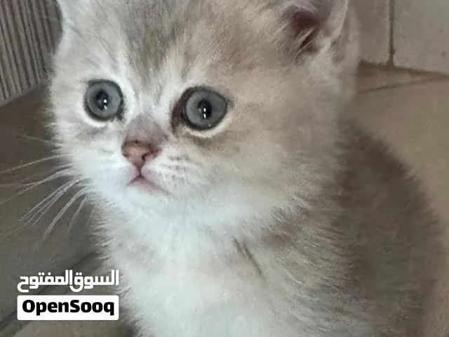 Golden British shorthair Ay female