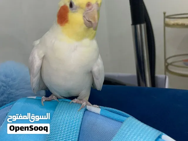 طير كروان اقرا الوصف