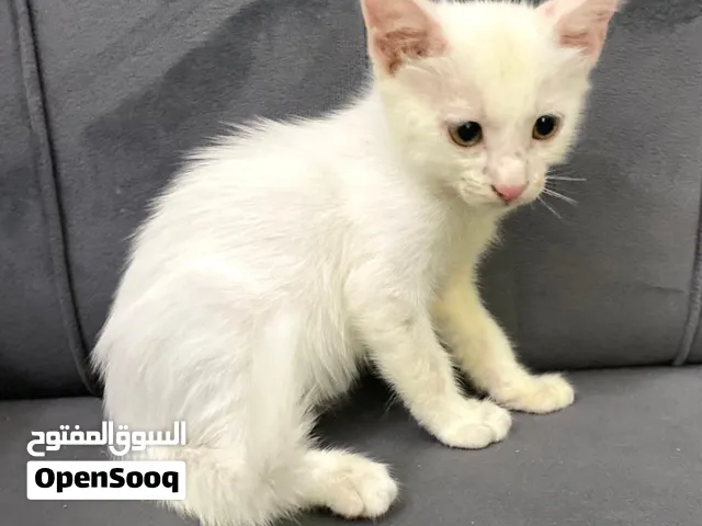 للتبني لي  يبيه يكلمني وتس ويجي ياخده