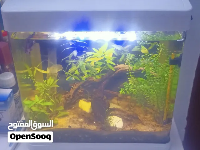 حوض سمك 25*15 مزروع كامل الدوره البيولوجية فلتر سقفي واناره سقفيه مع سخان ماء وديكور داخلي