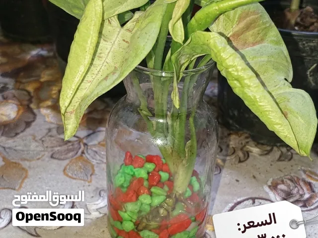 نباتات ظلية داخل البيت بأسعار مناسبة الوصف مهم . نباتات نظيفة وتربة بيتموس ونبات مائية .الي يريد يرا