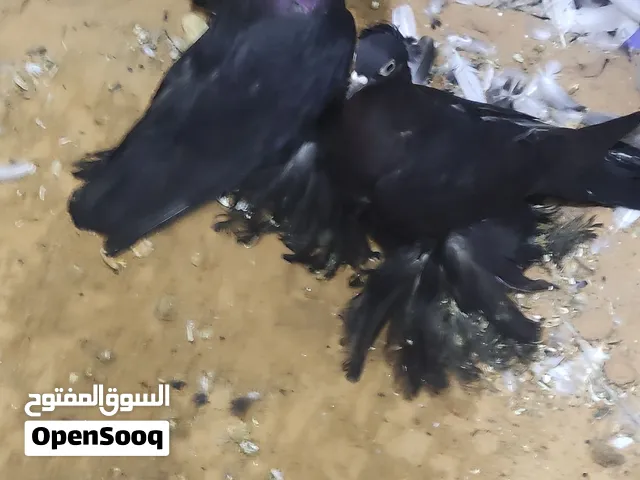 كوبية للبيع