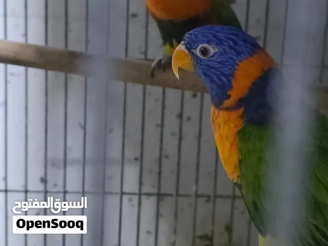 زوج لوري مع الفحص