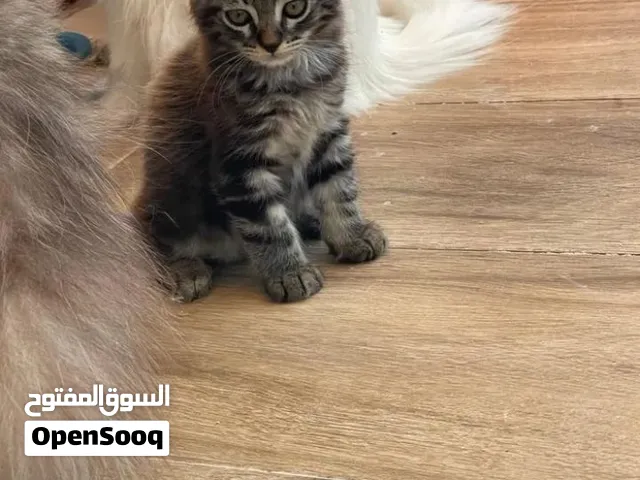 مطلوب قطه للتبني في اربد