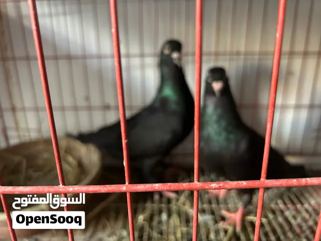 جوزين حمام محترمين