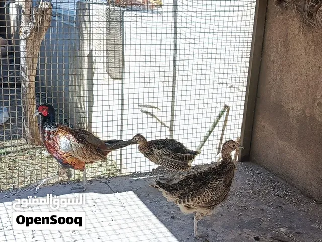 طيور فزن للبيع على 50