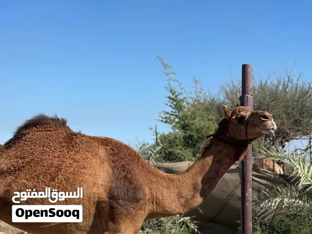 شبهار للبيع او سقب