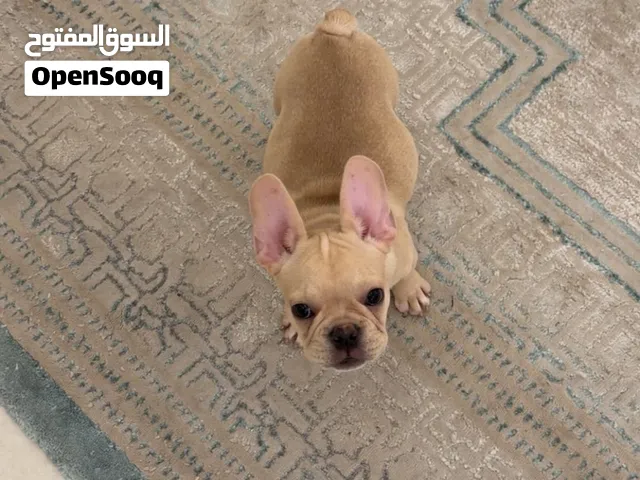 Frenchi bulldog
