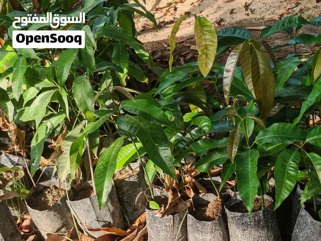 اشجار مانجو عمانيه واصناف اخرى ب500بيسه