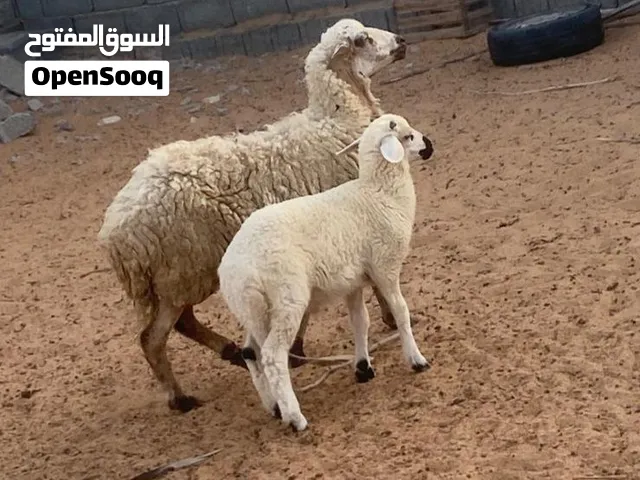 نعجه الله يبارك عز من يكسب