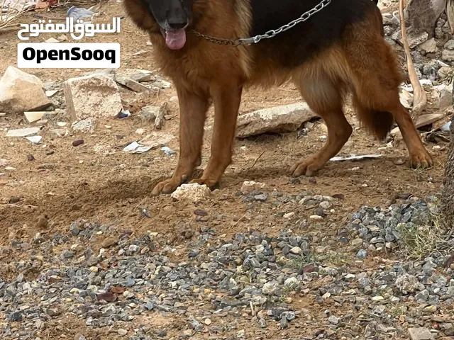 السلام عليكم انثي كستم