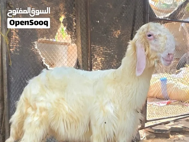 كباشه فواخر معرفات مشاريع فحول درجه اولى