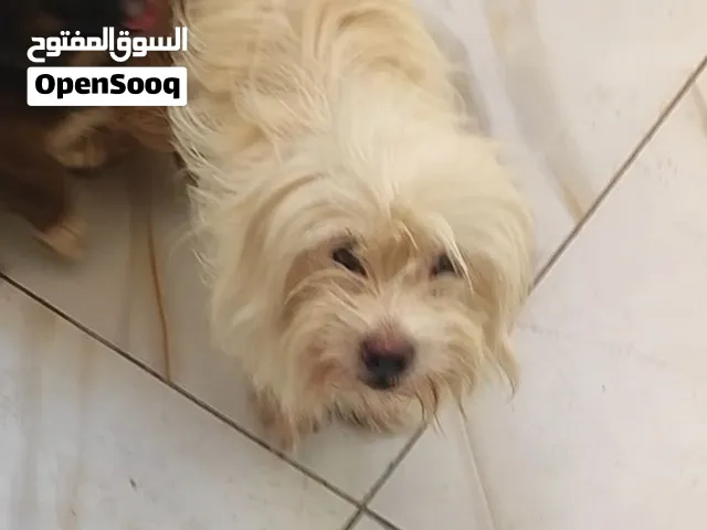 انثى نوع ترير زينه