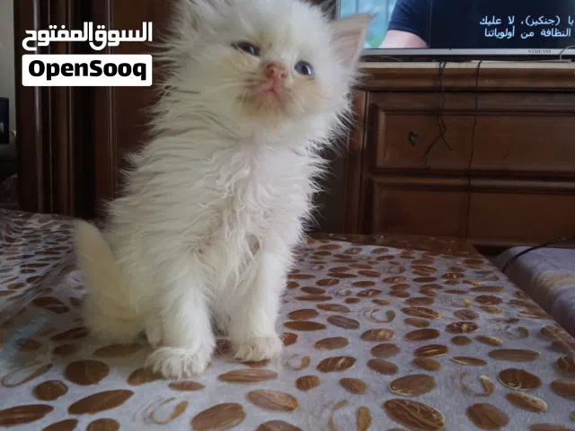 chat persan femelle 40 jours