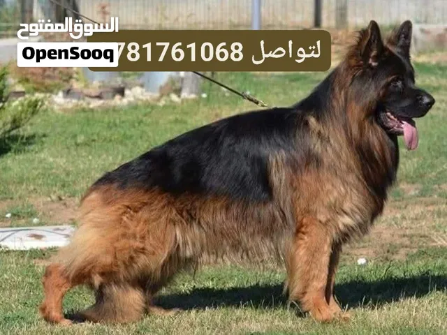 دكر جيرمن شولاين فل بدكري  مدرب كفالت انتاج