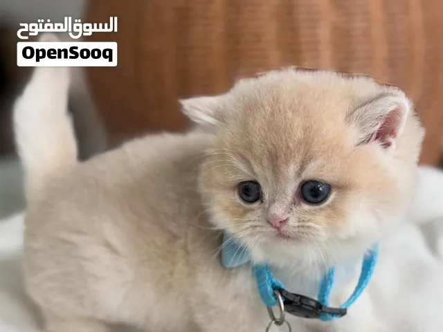British shorthair Kitten