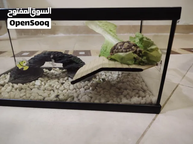 Greek turtle for sale with tank and bridge and rocks