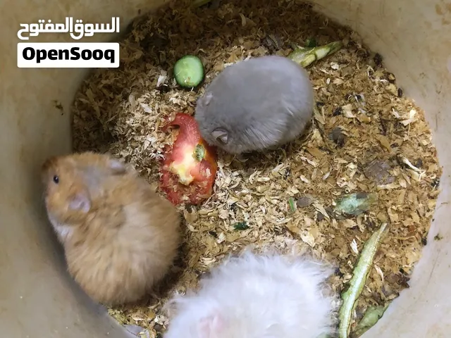هامستر للبيع الابيض ذكر والثانيين انثى