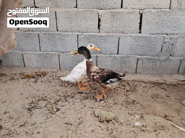 كوبية بط زينه للبيع مكان مصراتة