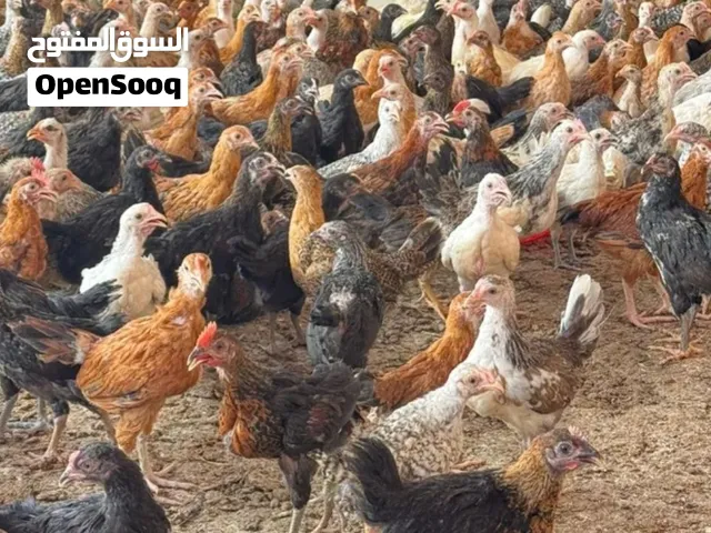 دجاج عماني شهرين و أسبوع ب 700 بيسه