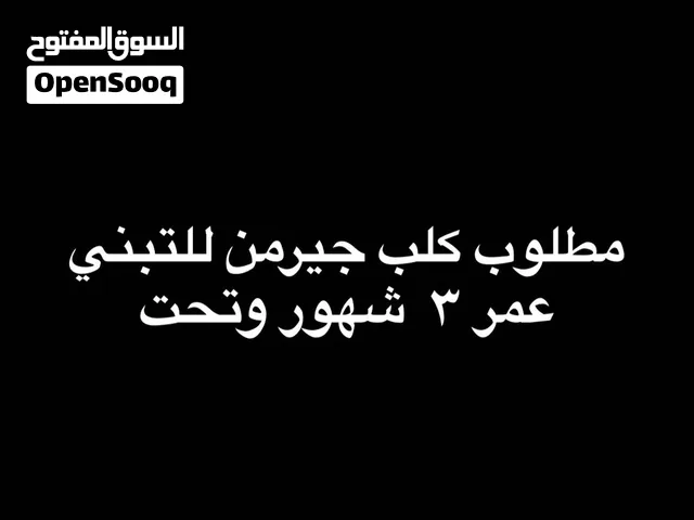 مطلوب كلب جيرمن للتبني