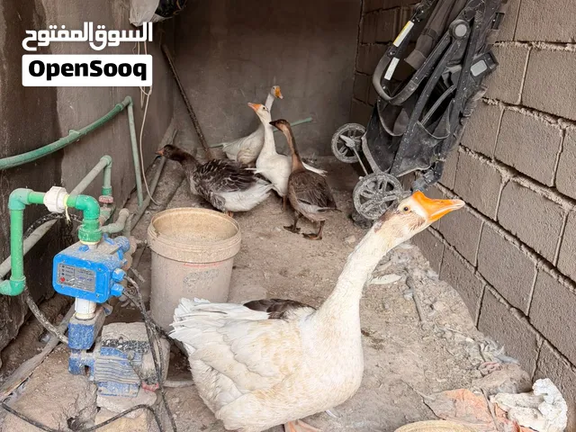 بط للبيع عدد 5  سعر لوحده ب35