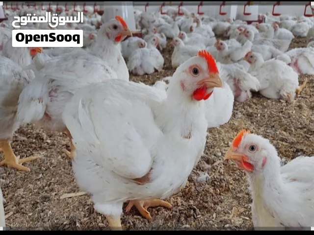 شريك ضرورى بملغ صغير لمزراعه
