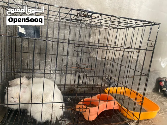 قطط شيرازي ذكر وأنثى مع كامل اغراضهم