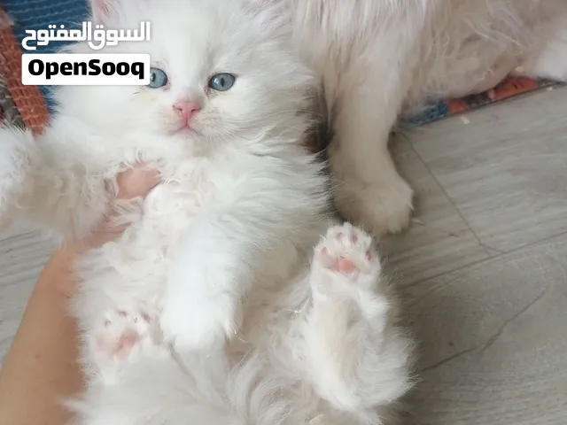 قطط شيرازي بيور وهيمالايا اورنج اصل ذكور العمر من شهر و9 ايام لـ شهر و17 يوم لون ابيض صحة ممتازه