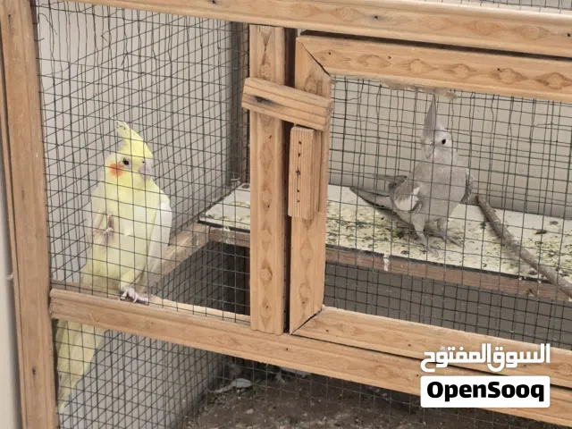 كوكتيل للبيع