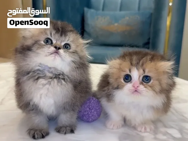كيتن سكوتش فولد هايلاند بيوووور ( مو تبني )