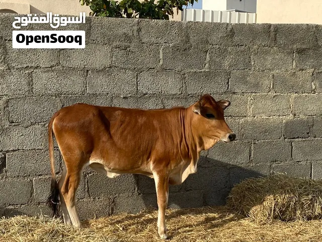 ابقار امورهن طيبه السعر تحت في الوصف